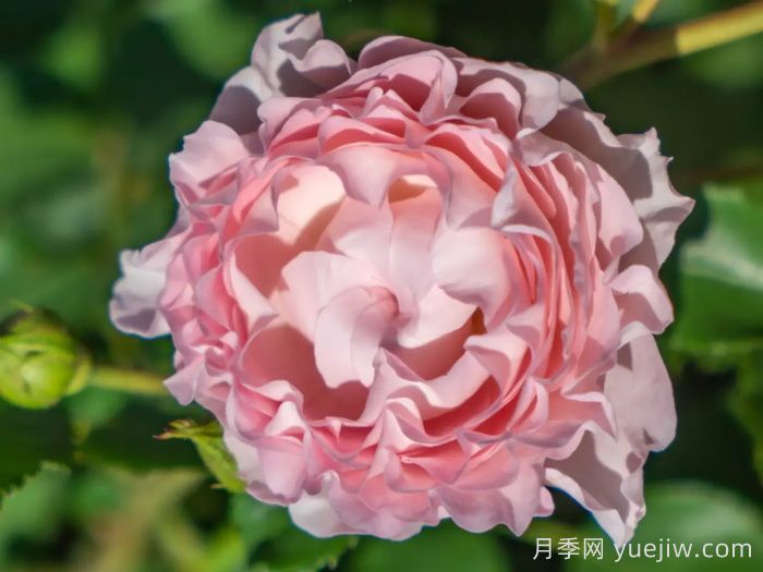 云舒月季(圖3)