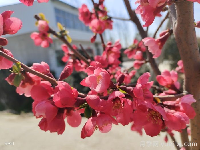 貼梗海棠(圖1)