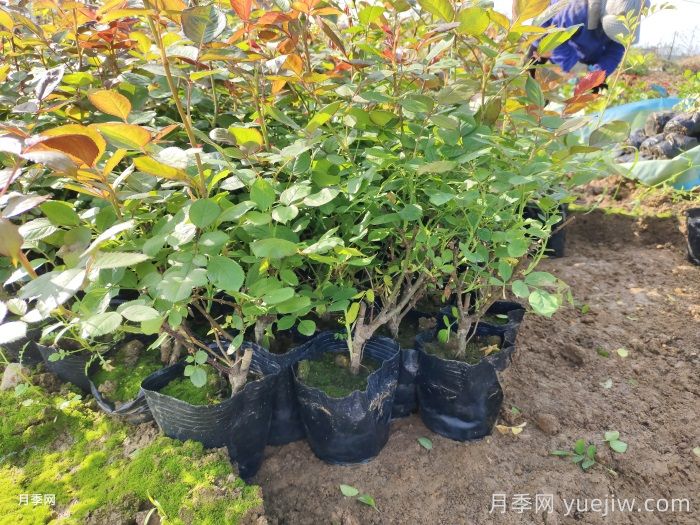 四月園林綠化苗木養(yǎng)護要點(圖1)