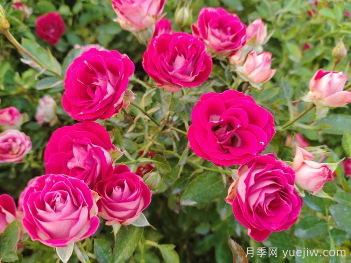 月季花春季施肥過多怎么辦？(圖1)
