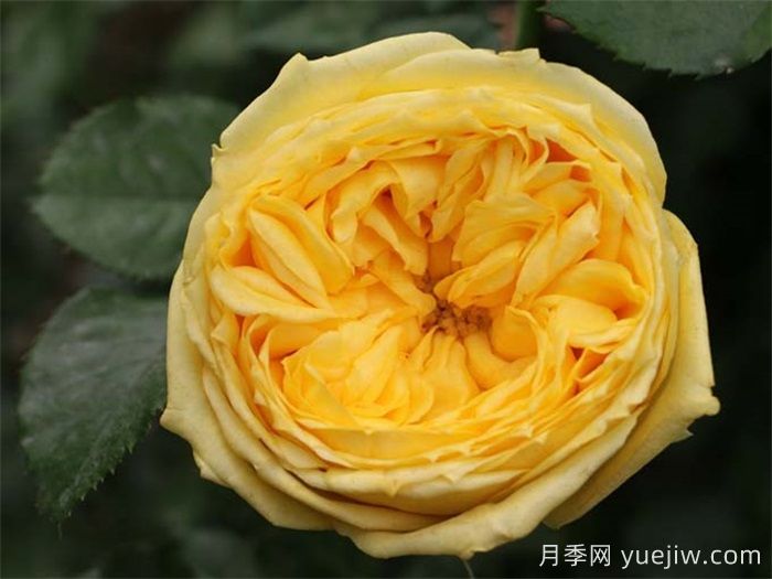 直立性好的月季品種分享(圖1)