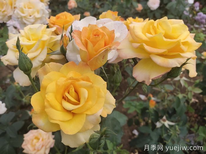 直立性好的月季品種分享(圖2)