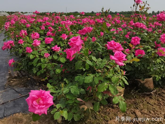 月季花適合在什么環(huán)境下生長？(圖1)