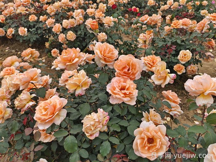 月季花有什么顏色？花色總結(jié)(圖3)
