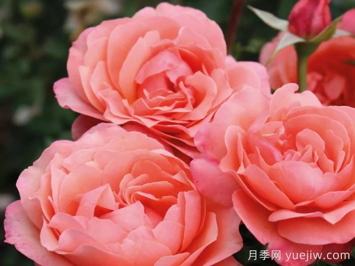珊瑚獅子月季(圖4)