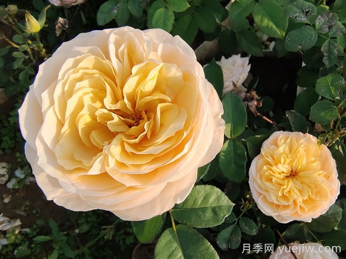 10種***值得種的切花月季(圖1)