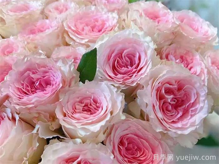 10種***值得種的切花月季(圖3)