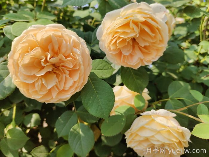 黃月季哪個品種***好養(yǎng)勤花？(圖2)