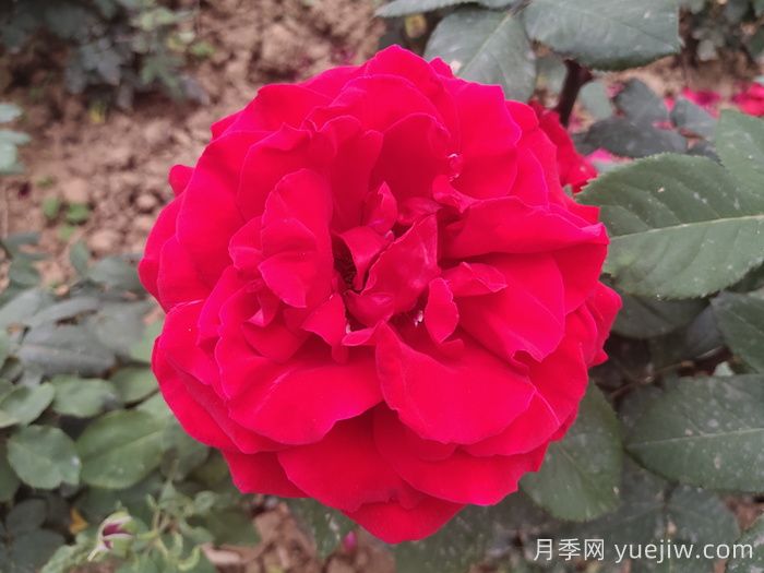 茶花女月季與梅朗口紅月季的區(qū)別是什么？(圖1)