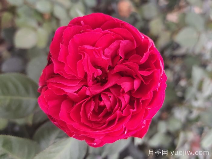 茶花女月季與梅朗口紅月季的區(qū)別是什么？(圖2)