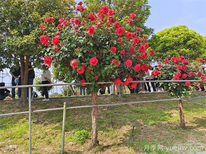 樹狀月季為什么嫁接的都是緋扇粉扇？(圖2)