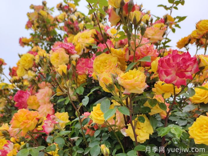 藤彩虹月季和微彩虹月季的區(qū)別？(圖1)