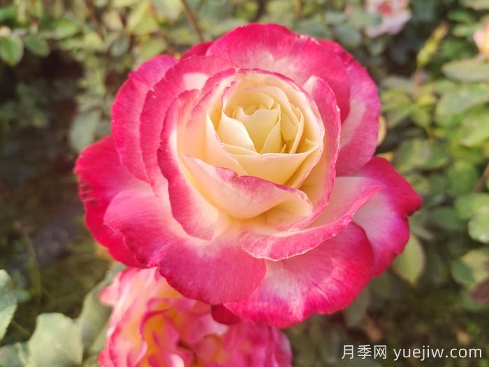 紅黃相間的月季品種有哪些(圖1)