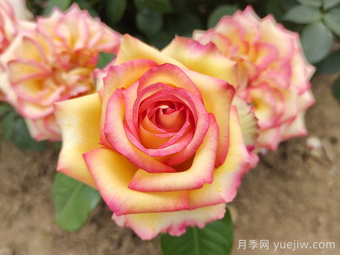 紅黃相間的月季品種有哪些(圖2)