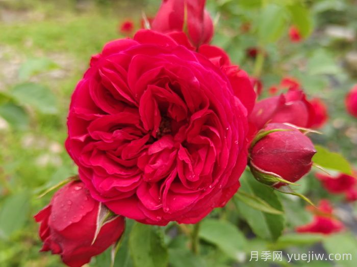 盆栽本是月季，花束卻叫玫瑰(圖1)
