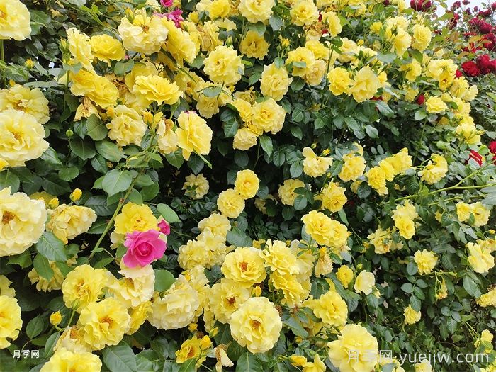 10種金黃色花卉藤本植物(圖1)