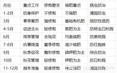 月季的生長周期，一年四季的管理辦法(圖4)