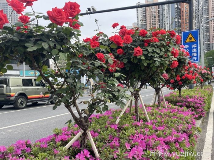 湖北武漢月季炸街，月季成道路顏值擔(dān)當(dāng)(圖3)