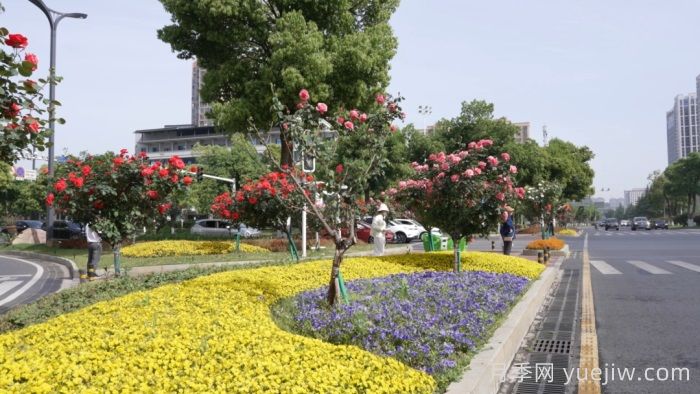 萬株樹狀月季齊綻放，扮靚寧鄉(xiāng)城市新風(fēng)景(圖2)