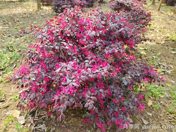 紅花繼木養(yǎng)護(hù)全攻略(圖2)