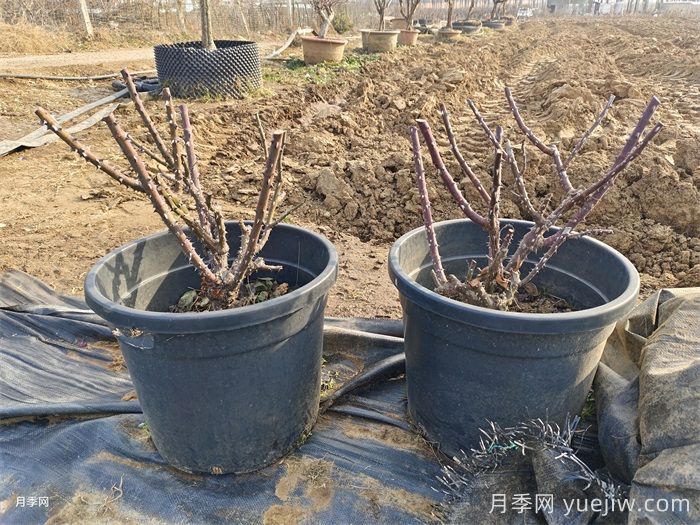 月季的生長周期，一年四季的管理辦法(圖3)