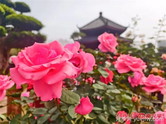南寧南湖公園，2萬株月季盛放的夢幻花園(圖2)