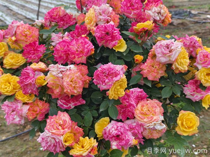 月季花期延長方法(圖1)