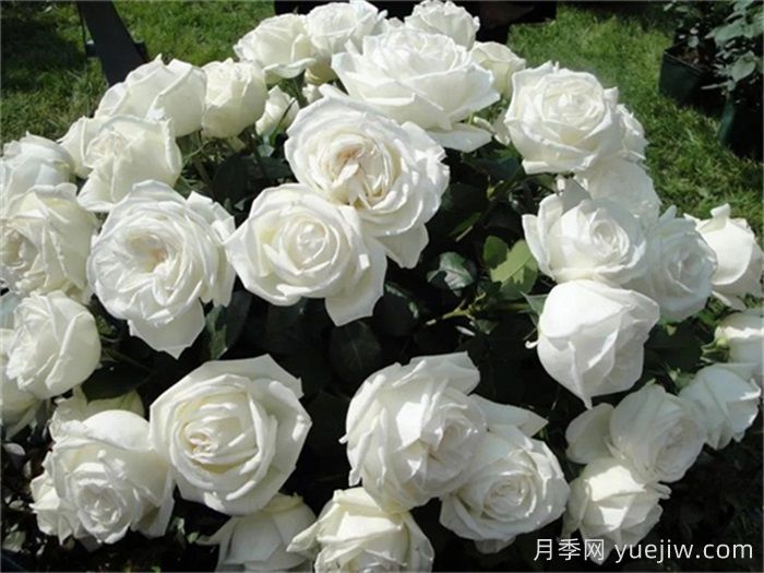 10個(gè)值得擁有的白色系月季品種盤點(diǎn)(圖2)