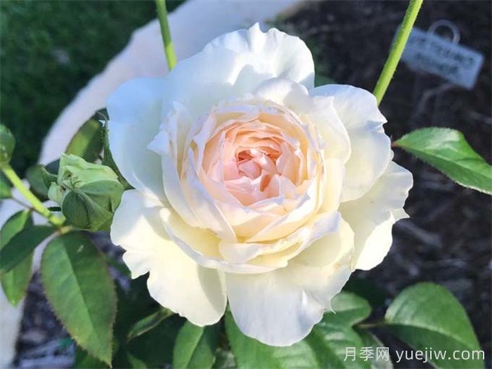 10個(gè)值得擁有的白色系月季品種盤點(diǎn)(圖4)