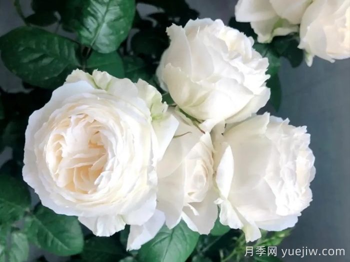 幫助推薦10款優(yōu)秀的白色月季花(圖1)