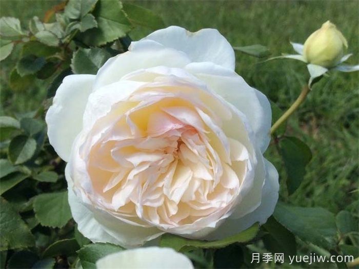 幫助推薦10款優(yōu)秀的白色月季花(圖2)