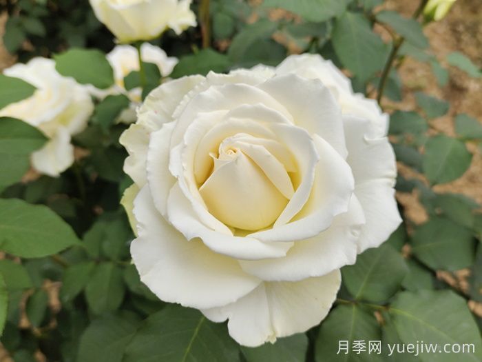 幫助推薦10款優(yōu)秀的白色月季花(圖4)