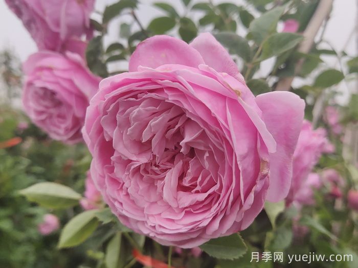 適合盆栽的藤本月季品種有哪些？(圖3)