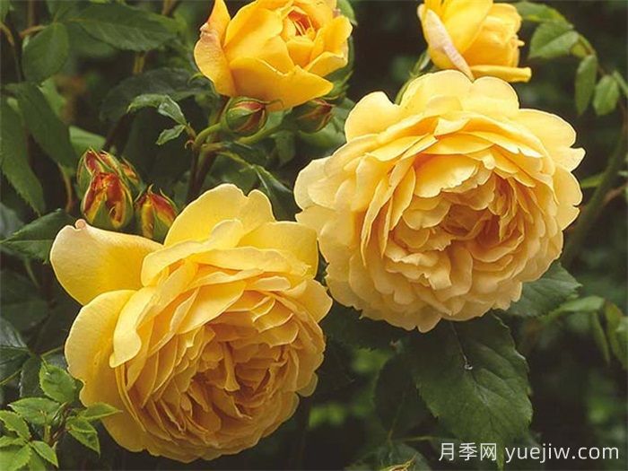 想體驗(yàn)坐擁花海，6款藤本月季助你春花無(wú)憂(圖3)