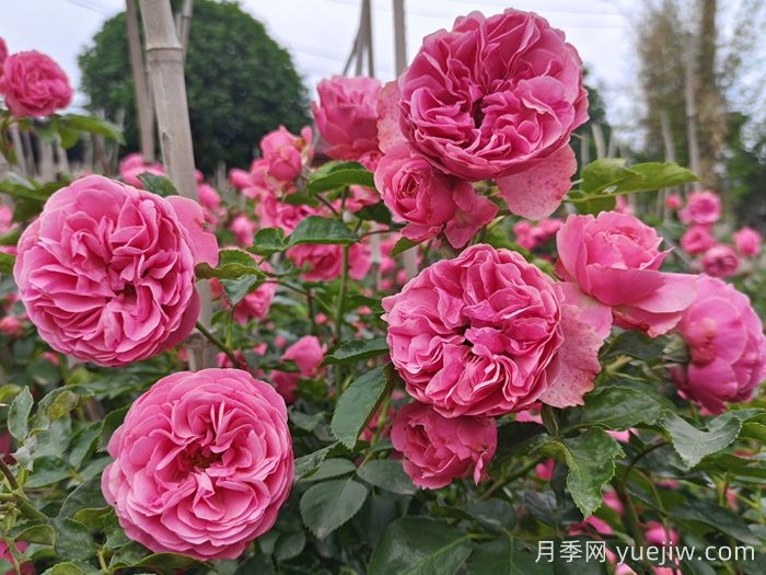 想體驗(yàn)坐擁花海，6款藤本月季助你春花無(wú)憂(圖4)