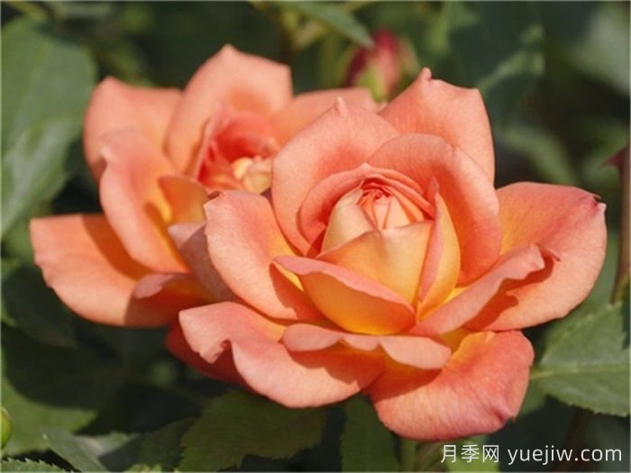 想體驗(yàn)坐擁花海，6款藤本月季助你春花無(wú)憂(圖5)