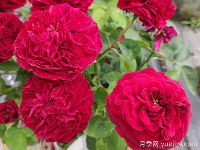 南陽藤本月季的常見病蟲害及防治方法(圖1)