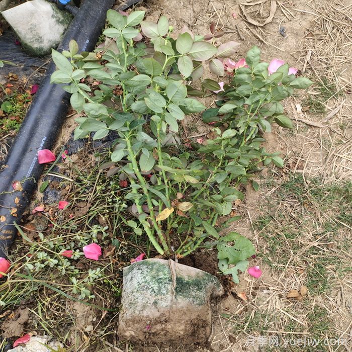 月季強筍爆長影響株型，有什么解法？(圖1)