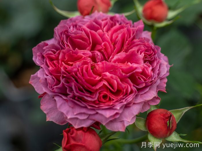 朱砂碗月季的優(yōu)缺點(diǎn)是什么？(圖1)