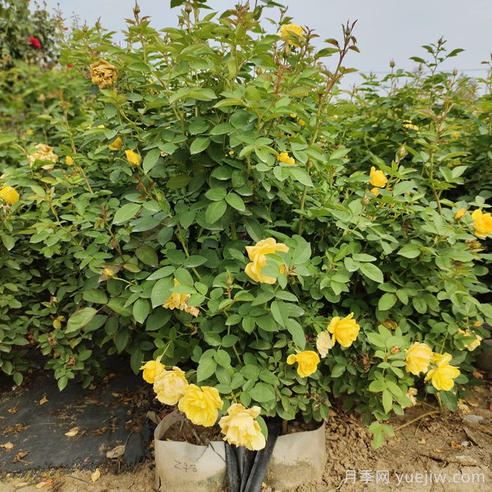 一開花就垂頭，這類月季怎么調(diào)教？(圖1)