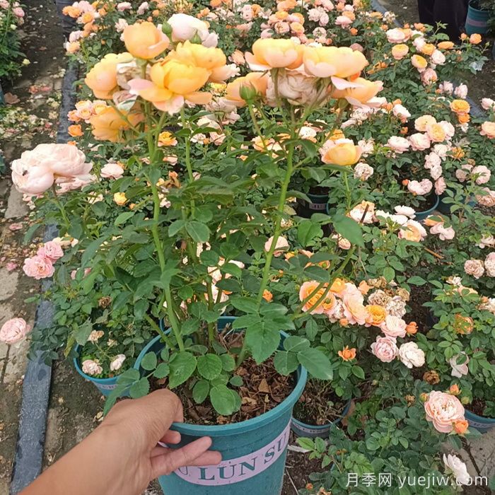 一開花就垂頭，這類月季怎么調(diào)教？(圖2)