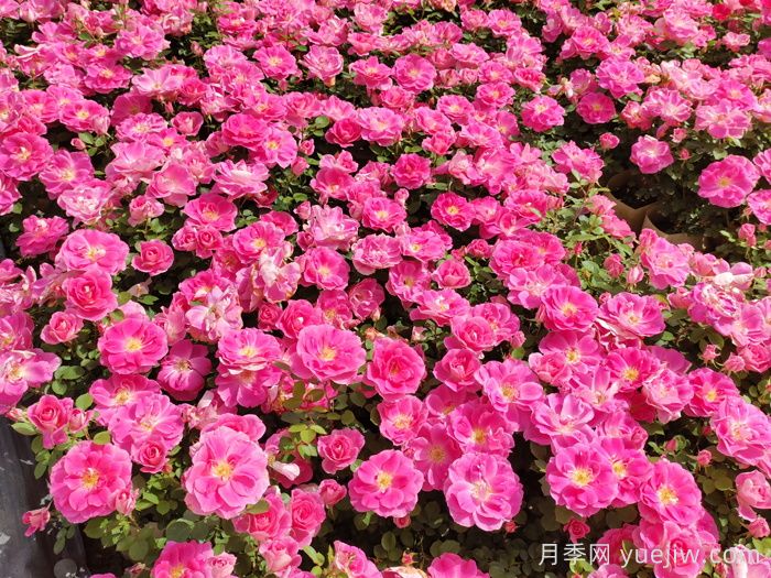 花苞透色和月季花期需要施肥嗎？(圖1)