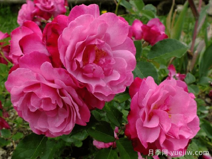 蘇菲的永恒月季/索菲的長(zhǎng)青(圖1)