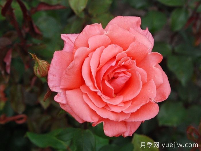 和聲月季/和諧/管弦樂(lè)隊(duì)(圖1)