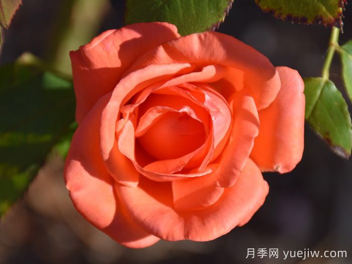 和聲月季/和諧/管弦樂(lè)隊(duì)(圖2)