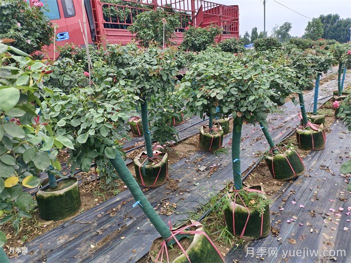 樹(shù)狀月季一手好貨，樹(shù)狀月季基地源頭廠家(圖3)