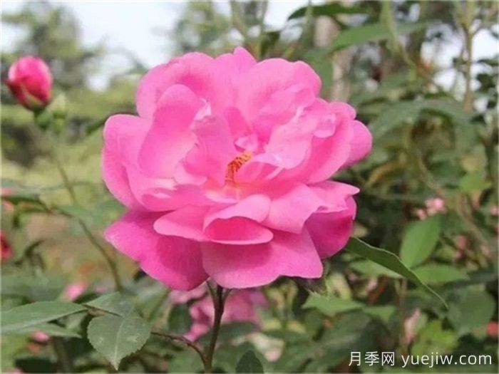 中國月季四大老種，你識得幾個？(圖1)