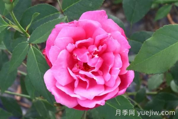 中國月季四大老種，你識得幾個？(圖3)