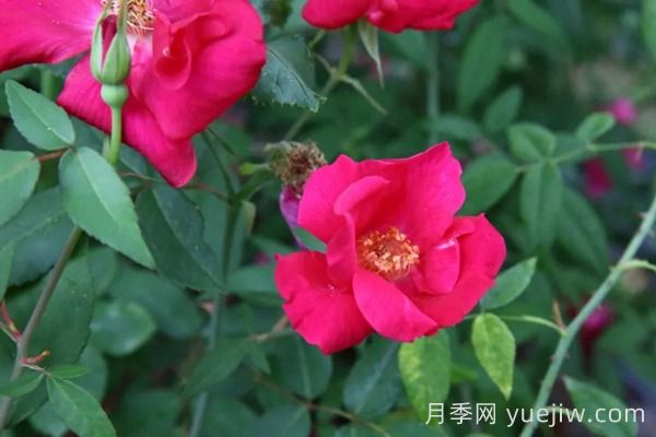 中國月季四大老種，你識得幾個？(圖4)