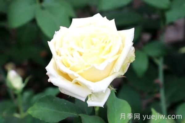 中國月季四大老種，你識得幾個？(圖5)